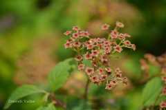 Spiraea amoena